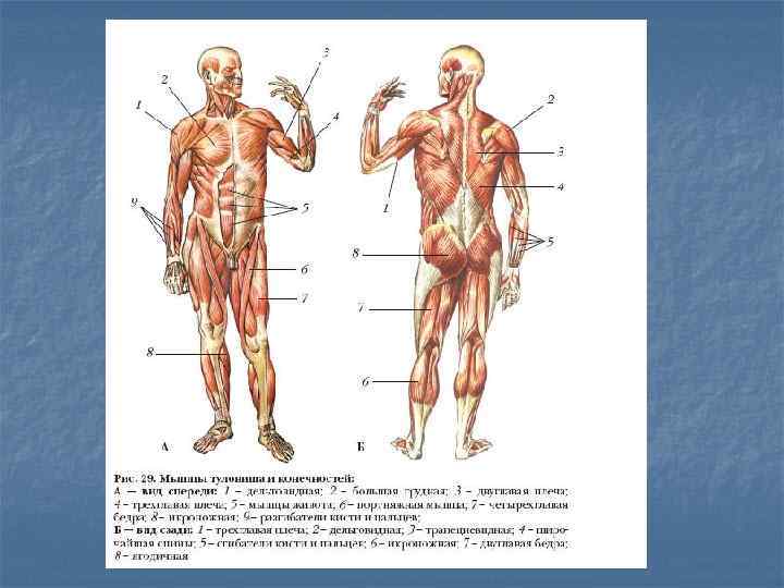 Физиология организма. Анатомия и физиология человека. Разделы анатомии и физиологии. Основы анатомии человека. Основы анатомии и физиологии человека.