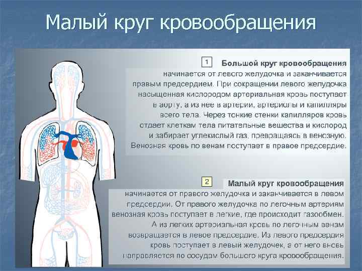 Малый круг кровообращения 