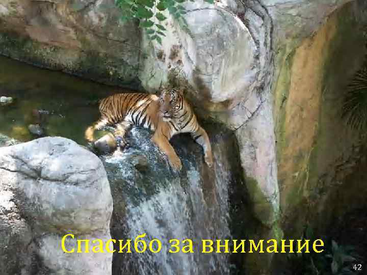 Спасибо за внимание 42 