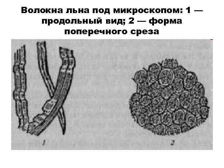 Волокна льна под микроскопом: 1 — продольный вид; 2 — форма поперечного среза 