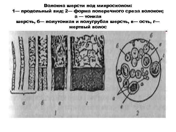 Волокна шерсти под микроскопом: 1— продольный вид; 2— форма поперечного среза волокон; а —