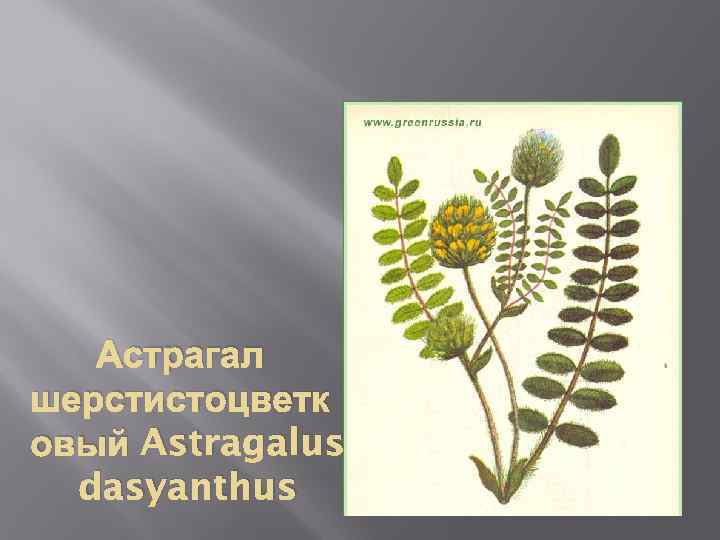Астрагал шерстистоцветк овый Astragalus dasyanthus 