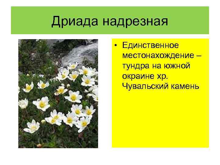 Дриада надрезная • Единственное местонахождение – тундра на южной окраине хр. Чувальский камень 