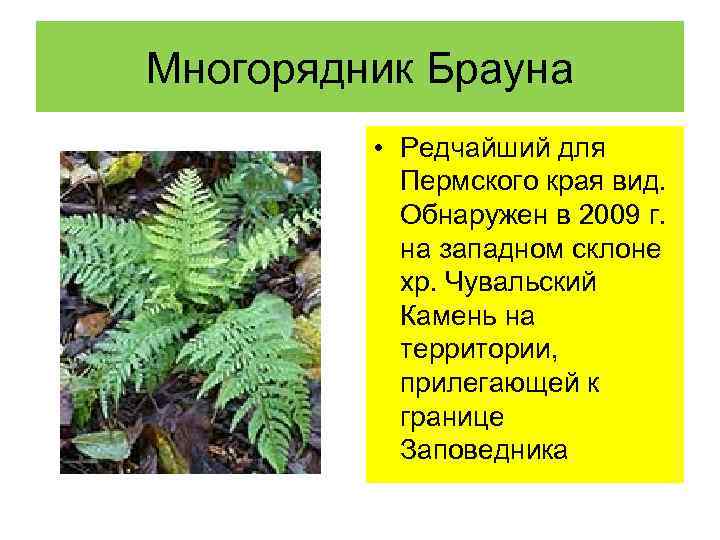 Многорядник Брауна • Редчайший для Пермского края вид. Обнаружен в 2009 г. на западном