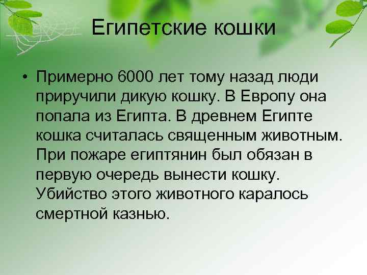 Египетские кошки • Примерно 6000 лет тому назад люди приручили дикую кошку. В Европу
