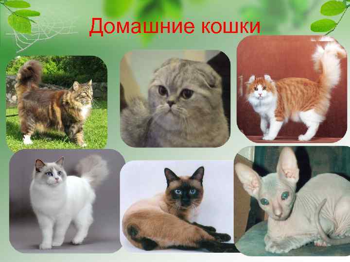 Домашние кошки 