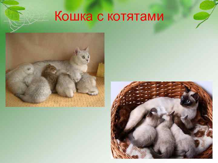 Кошка с котятами 