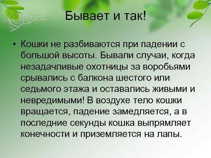Бывает и так! • Кошки не разбиваются при падении с большой высоты. Бывали случаи,