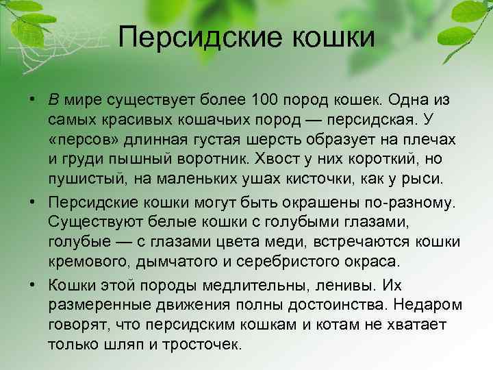 Персидские кошки • В мире существует более 100 пород кошек. Одна из самых красивых