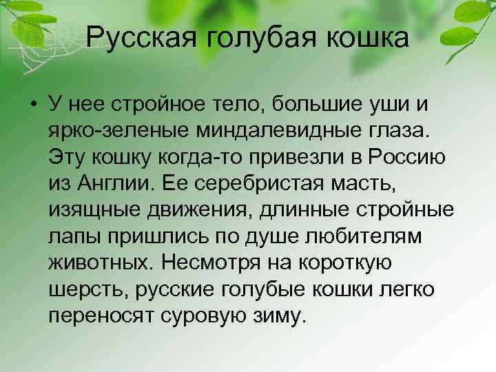 Русская голубая кошка • У нее стройное тело, большие уши и ярко-зеленые миндалевидные глаза.