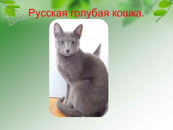 Русская голубая кошка. 