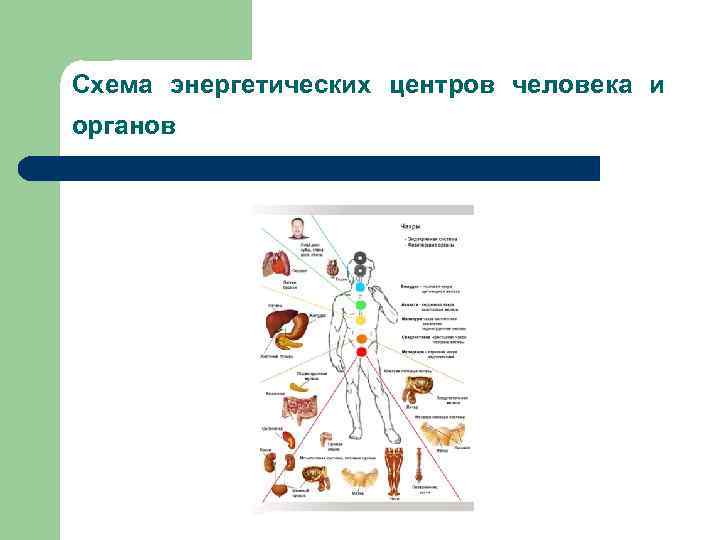 Схема энергетических центров человека и органов 