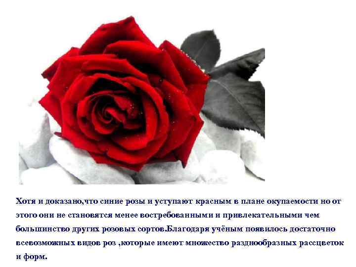 Хотя и доказано, что синие розы и уступают красным в плане окупаемости но от