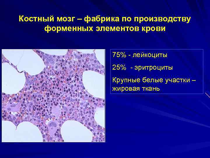 Костный мозг – фабрика по производству форменных элементов крови 75% - лейкоциты 25% -