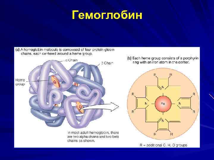 Гемоглобин 