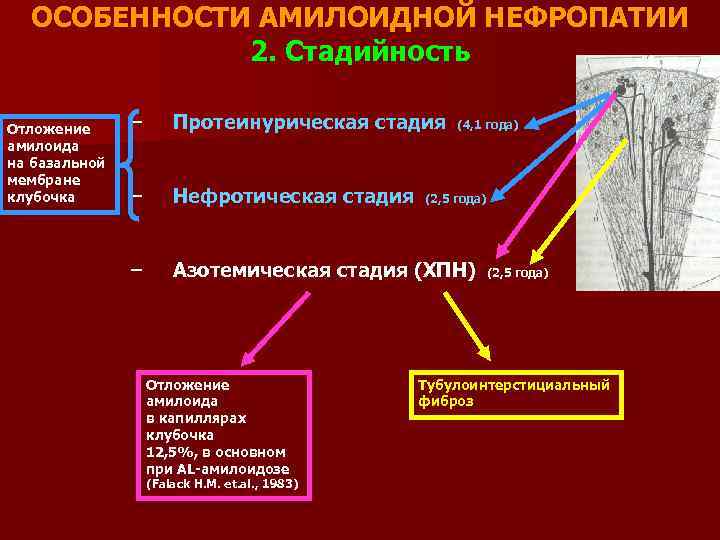 ОСОБЕННОСТИ АМИЛОИДНОЙ НЕФРОПАТИИ 2. Стадийность Отложение амилоида на базальной мембране клубочка – Протеинурическая стадия