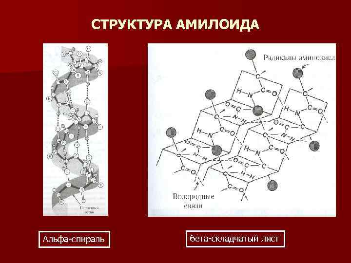 СТРУКТУРА АМИЛОИДА Альфа-спираль бета-складчатый лист 