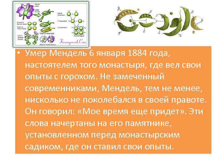  • Умер Мендель 6 января 1884 года, настоятелем того монастыря, где вел свои