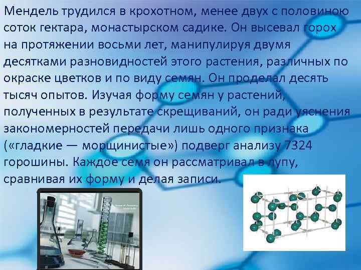 Мендель трудился в крохотном, менее двух с половиною соток гектара, монастырском садике. Он высевал