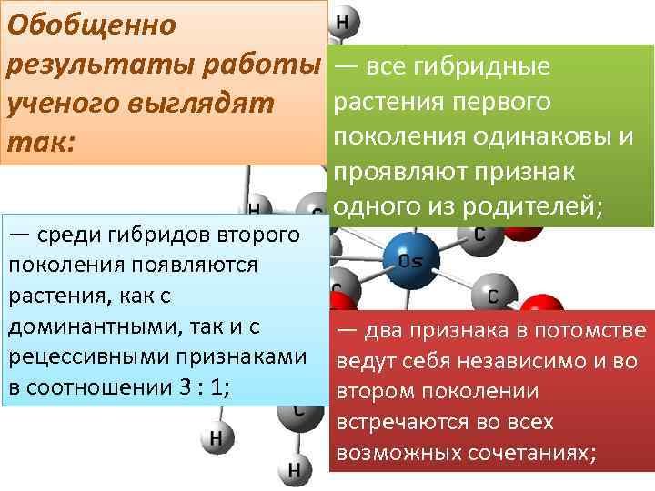 Обобщенно результаты работы — все гибридные ученого выглядят так: растения первого ученого выглядят поколения