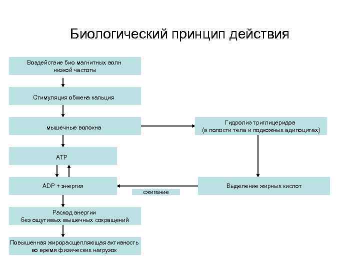 Биологический принцип действия Воздействие био магнитных волн низкой частоты Стимуляция обмена кальция Гидролиз триглицеридов