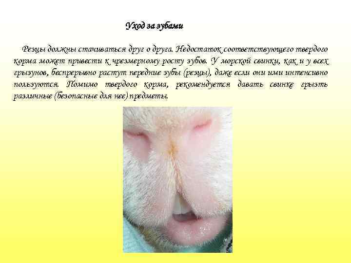 Уход за зубами Резцы должны стачиваться друг о друга. Недостаток соответствующего твердого корма может