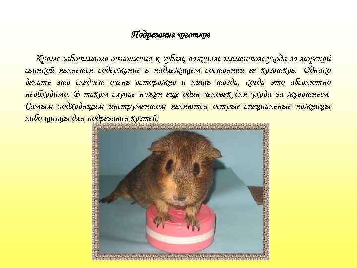Подрезание коготков Кроме заботливого отношения к зубам, важным элементом ухода за морской свинкой является