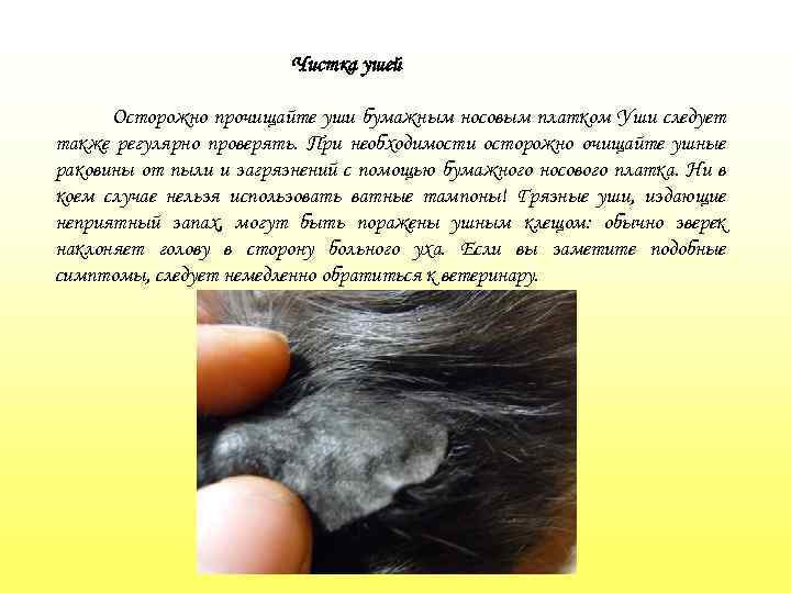 Чистка ушей Осторожно прочищайте уши бумажным носовым платком Уши следует также регулярно проверять. При