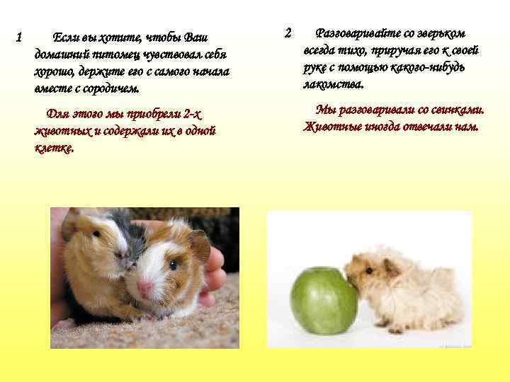 1 Если вы хотите, чтобы Ваш домашний питомец чувствовал себя хорошо, держите его с