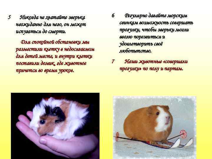 5 Никогда не хватайте зверька неожиданно для него, он может испугаться до смерти. Для