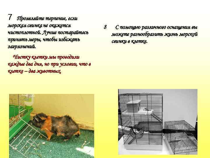 7 Проявляйте терпение, если морская свинка не окажется чистоплотной. Лучше постарайтесь принять меры, чтобы