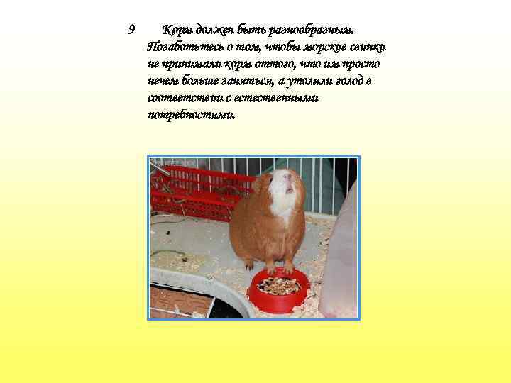 9 Корм должен быть разнообразным. Позаботьтесь о том, чтобы морские свинки не принимали корм
