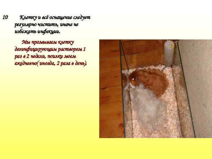10 Клетку и всё оснащение следует регулярно чистить, иначе не избежать инфекции. Мы промываем