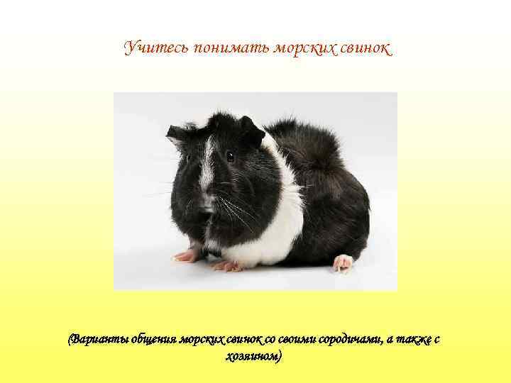 Учитесь понимать морских свинок (Варианты общения морских свинок со своими сородичами, а также с