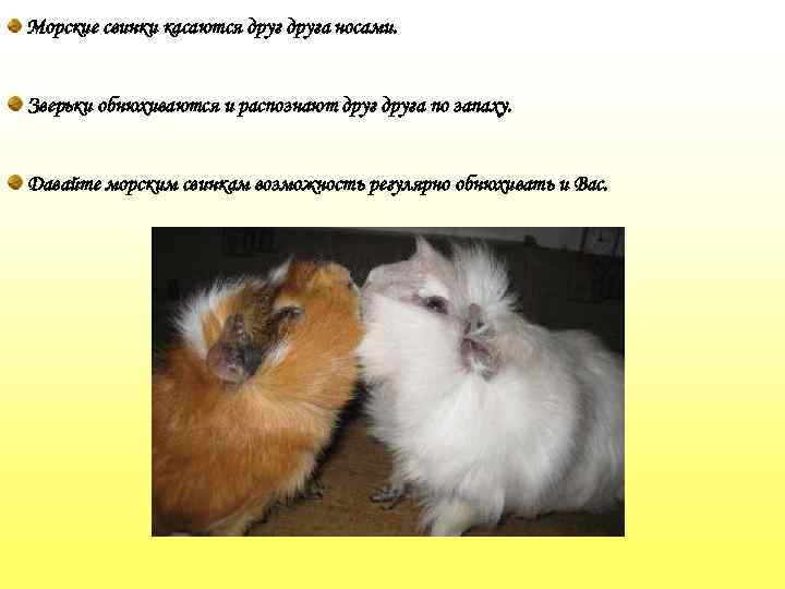Морские свинки касаются друга носами. Зверьки обнюхиваются и распознают друга по запаху. Давайте морским