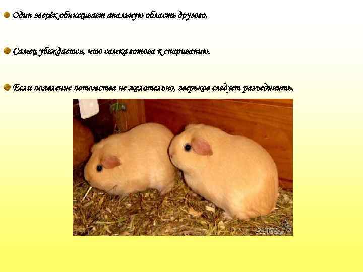 Один зверёк обнюхивает анальную область другого. Самец убеждается, что самка готова к спариванию. Если