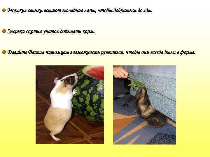 Морские свинки встают на задние лапы, чтобы добраться до еды. Зверьки охотно учатся добывать