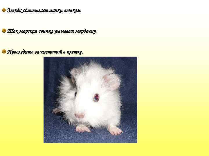 Зверёк облизывает лапки языком Так морская свинка умывает мордочку. Проследите за чистотой в клетке.