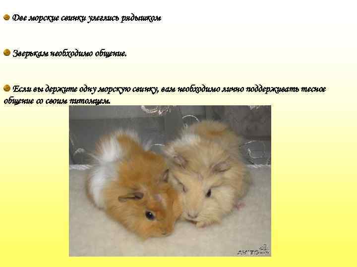 Две морские свинки улеглись рядышком Зверькам необходимо общение. Если вы держите одну морскую свинку,