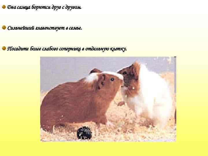 Два самца борются друг с другом. Сильнейший главенствует в семье. Посадите более слабого соперника