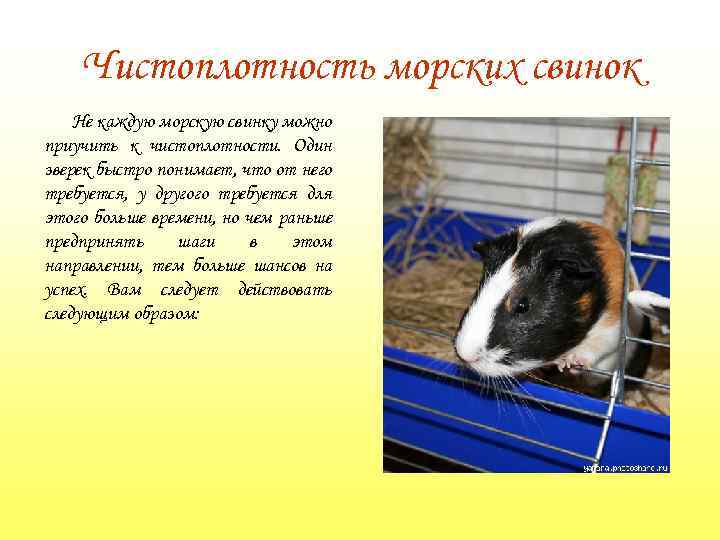 Чистоплотность морских свинок Не каждую морскую свинку можно приучить к чистоплотности. Один зверек быстро