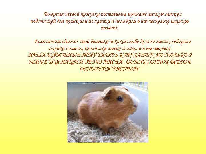 Во время первой прогулки поставили в комнате мелкую миску с подстилкой для кошек или