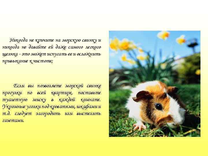 Никогда не кричите на морскую свинку и никогда не давайте ей даже самого легкого