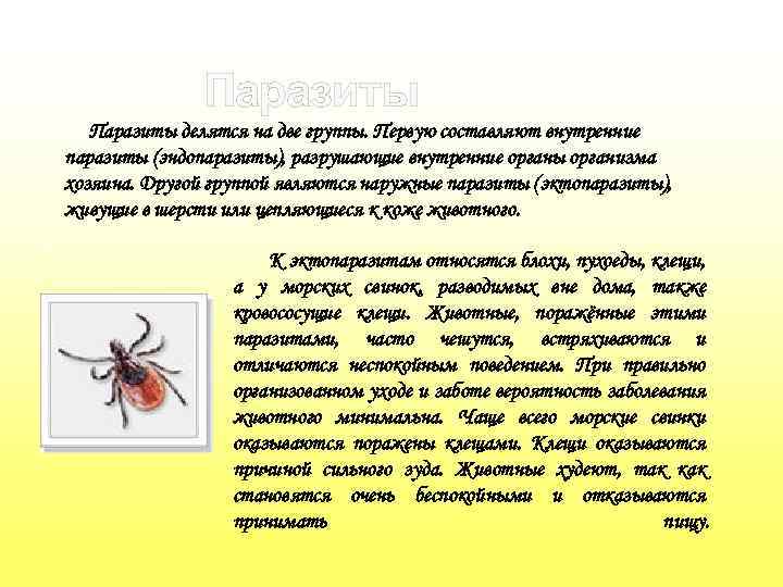 Паразиты делятся на две группы. Первую составляют внутренние паразиты (эндопаразиты), разрушающие внутренние органы организма