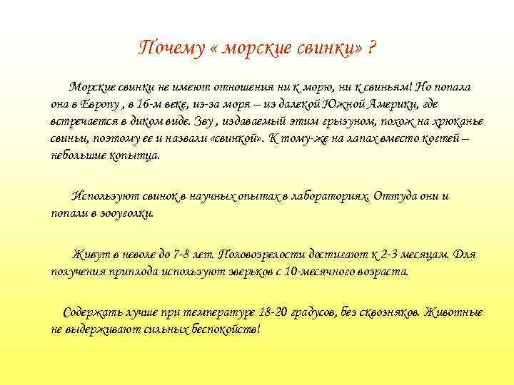 Почему « морские свинки» ? Морские свинки не имеют отношения ни к морю, ни