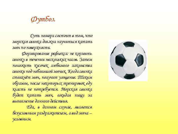 Футбол Суть номера состоит в том, что морская свинка должна научиться катать мяч по