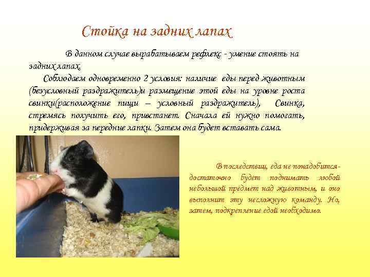 Стойка на задних лапах В данном случае вырабатываем рефлекс - умение стоять на задних
