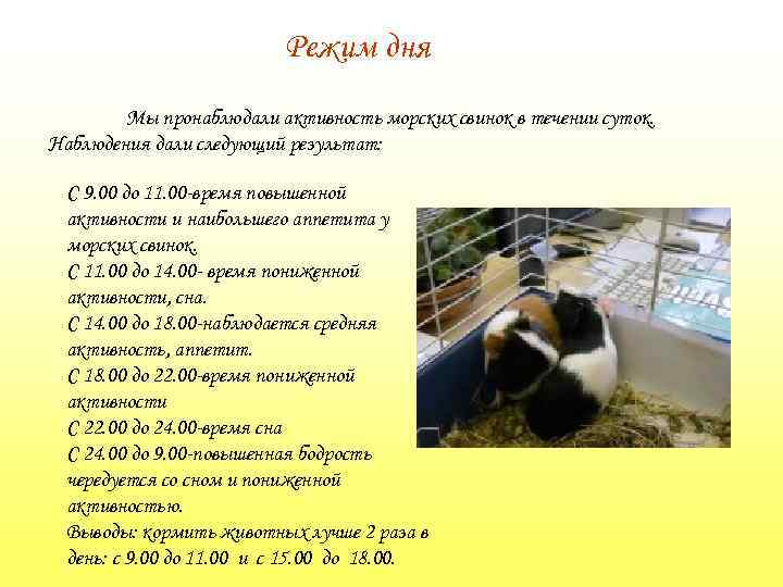 Режим дня Мы пронаблюдали активность морских свинок в течении суток. Наблюдения дали следующий результат:
