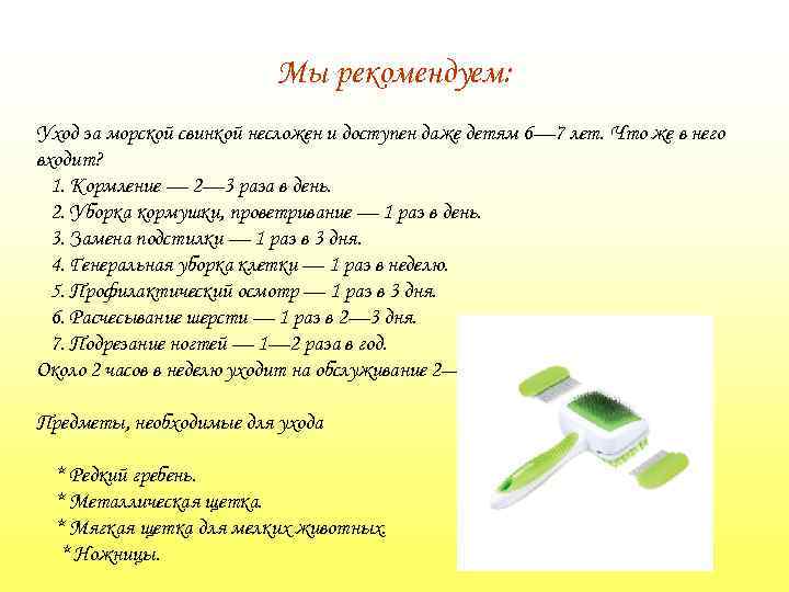 Мы рекомендуем: Уход за морской свинкой несложен и доступен даже детям 6— 7 лет.