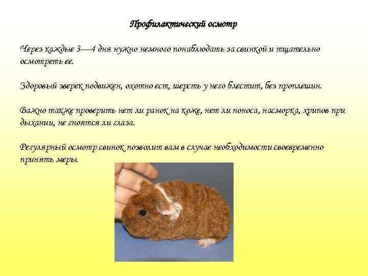 Профилактический осмотр Через каждые 3— 4 дня нужно немного понаблюдать за свинкой и тщательно